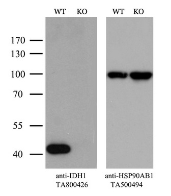 抗Mouse IDH1抗体(#TA800426)のウエスタンブロッティング像