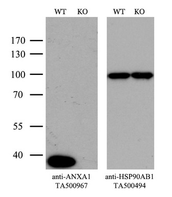抗Mouse ANXA1抗体(#TA500967)のウエスタンブロッティング像