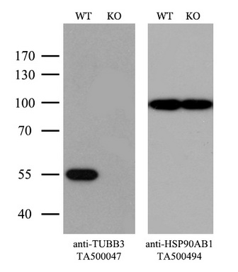 抗Mouse TUBB3抗体(#TA500047)のウエスタンブロッティング像