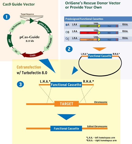 Cas9-CRISPRシステムを用いたゲノム編集システム Cas9-Genome Editing System