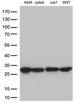 抗BCL2モノクローナル抗体で4種の細胞株ライセートからの抽出物をWBした写真。