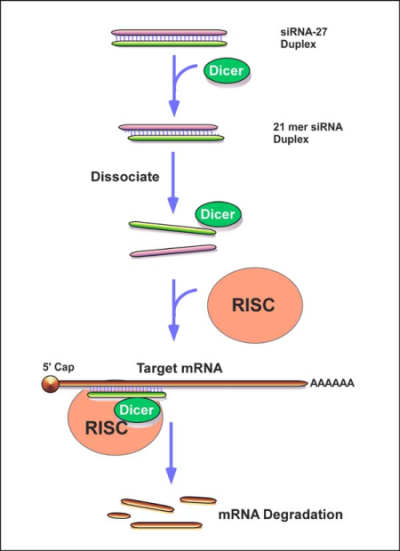 Trilencer-27 siRNAキットによる遺伝子ノックダウンの概念図