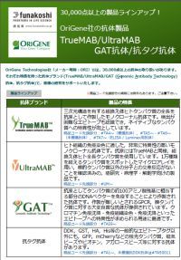 OriGene社 TrueMAB/UltraMAB GAT抗体/抗タグ抗体製品 紹介フライヤー