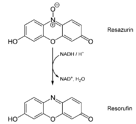 Resorufin還元反応の構造式