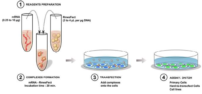 mRNAの導入試薬 RmesFect Transfection Reagent