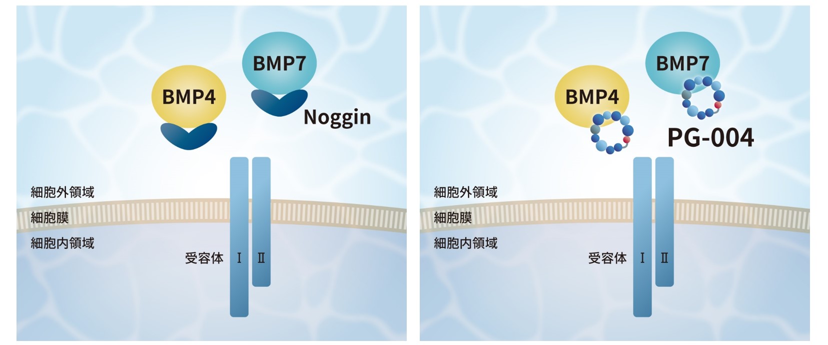 BMP4、7阻害ペプチド（Noggin-likeペプチド）の作用メカニズム