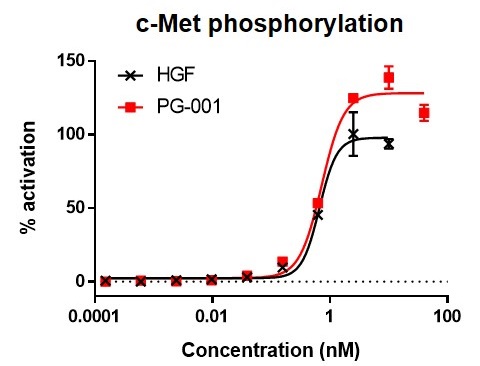 A431細胞におけるHGF代替ペプチドの機能試験