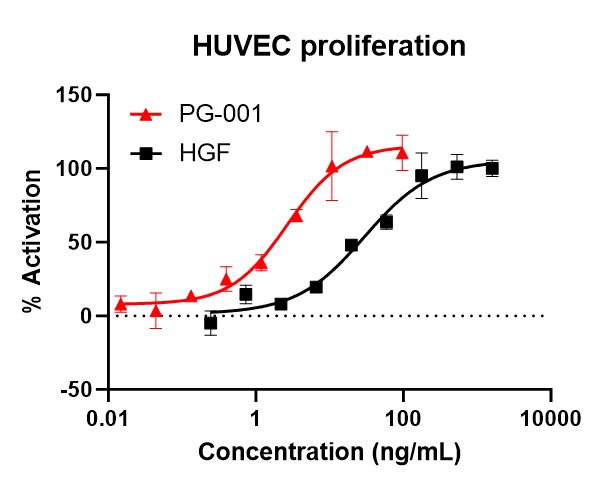HUVEC細胞におけるHGF代替ペプチドの機能試験