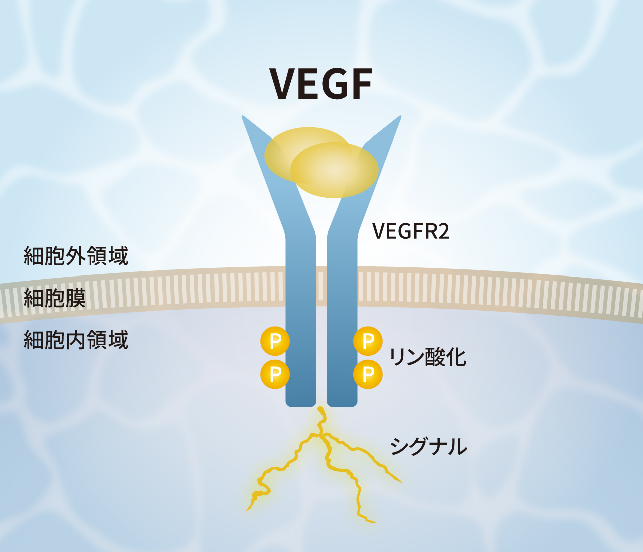 VEGFaのVEGFR2活性化機構