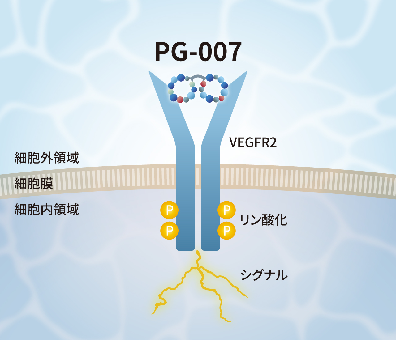 VEGF代替ペプチドのVEGFR2活性化機構