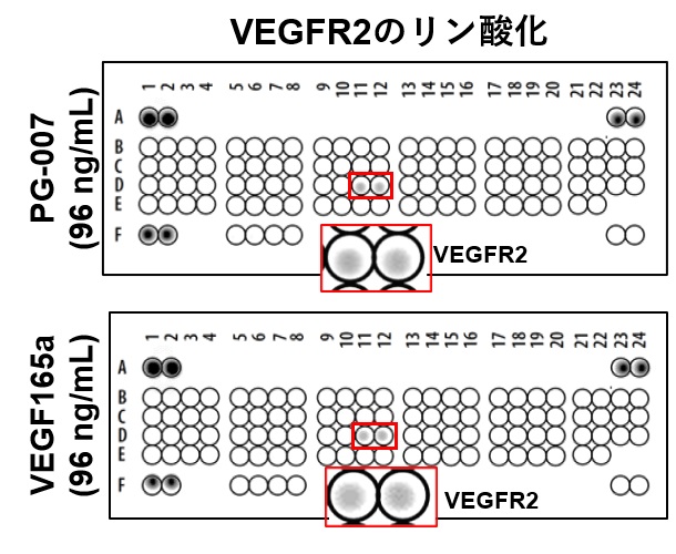 VEGF代替ペプチドによるVEGFR2のリン酸化
