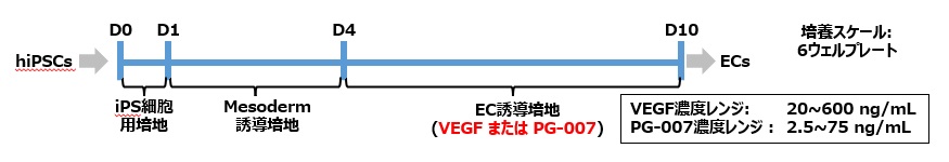 VEGF代替ペプチドの血管内皮細胞への分化誘導概要