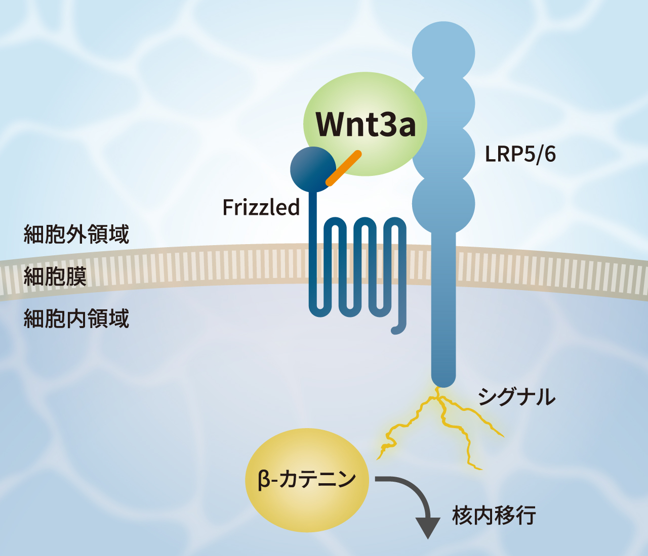 Want3aのβ-カテニン経路活性化機構