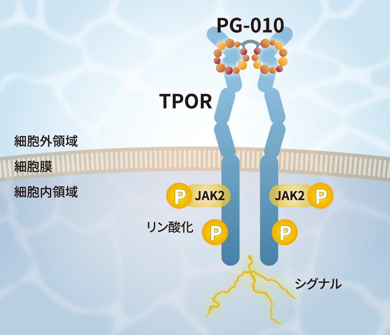 TPO代替ペプチドのTPORアゴニスト活性機構