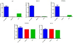 Sebocytes RT-PCR