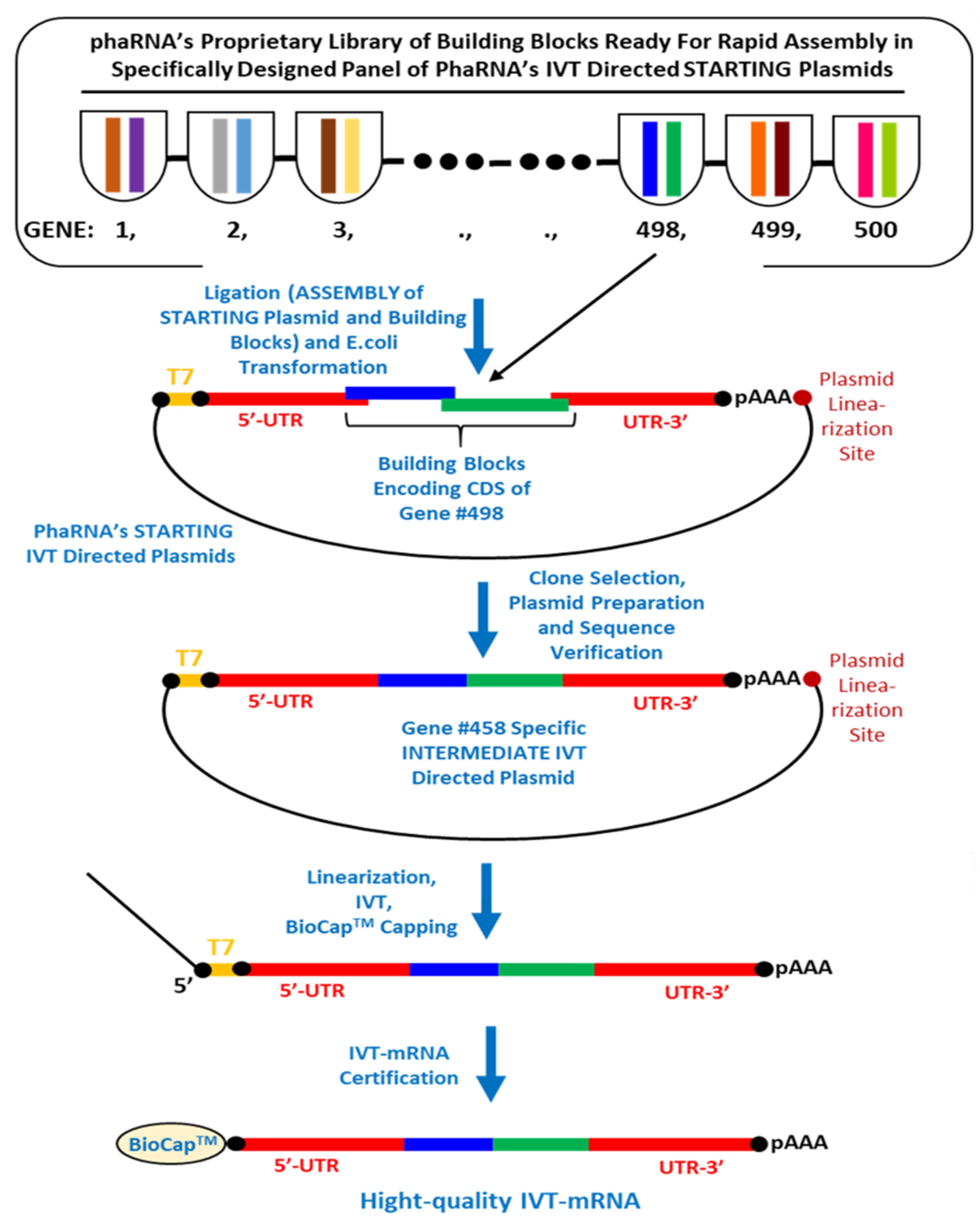 IVT-mRNA製造法
