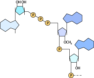 BioCap構造