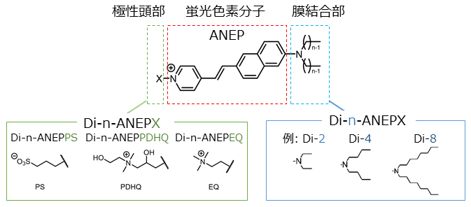 ANEP-Structure