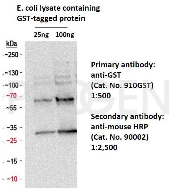 抗GSTタグ抗体を用いたウエスタンブロッティング像