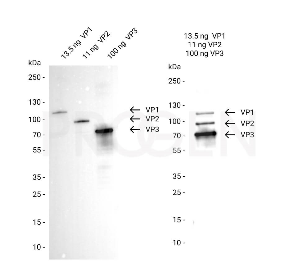 抗AAV VP1/VP2/VP3抗体（クローン：B1）（#690058）を用いたAAV2カプシド組換え体タンパク質（#640823、#640824、#640825）のウエスタンブロット解析像