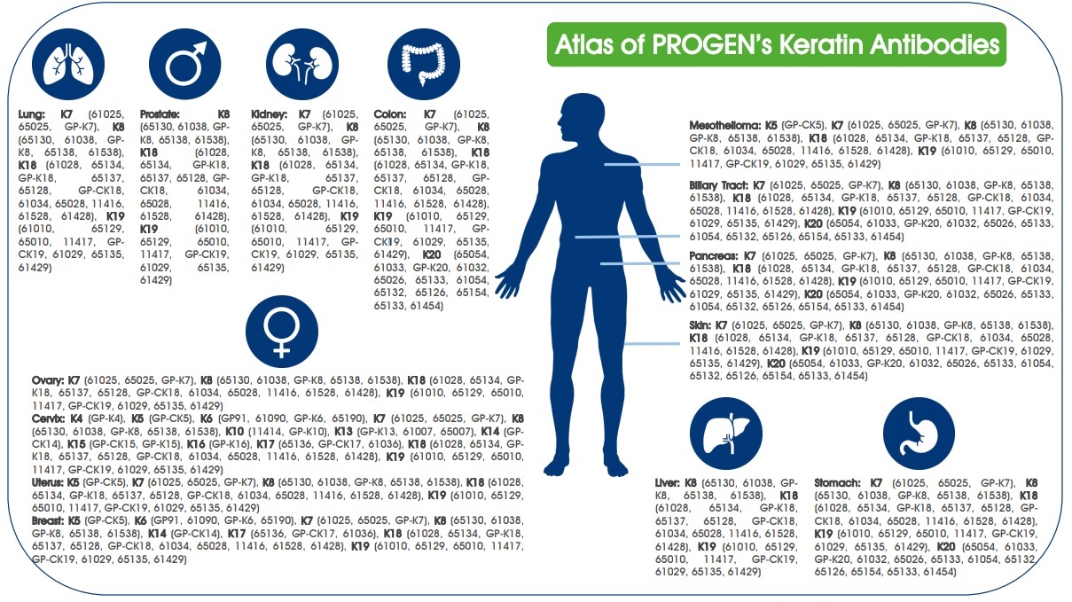 Atlas of PROGEN’s Keratin Antibodies 