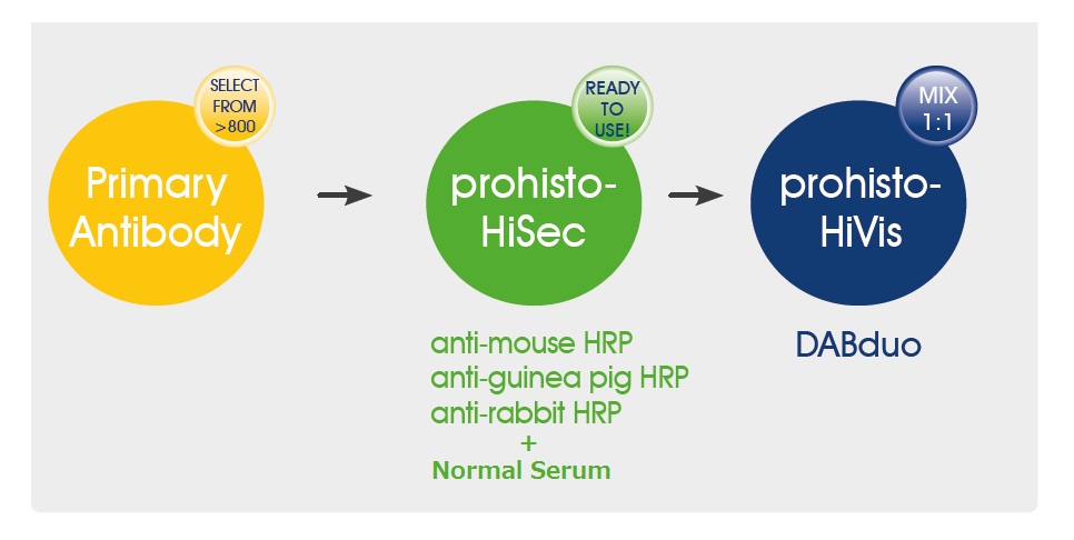 prohisto-HiSec免疫組織染色の操作方法概略