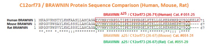 Brawninの配列の比較（ヒト、マウス、ラット）