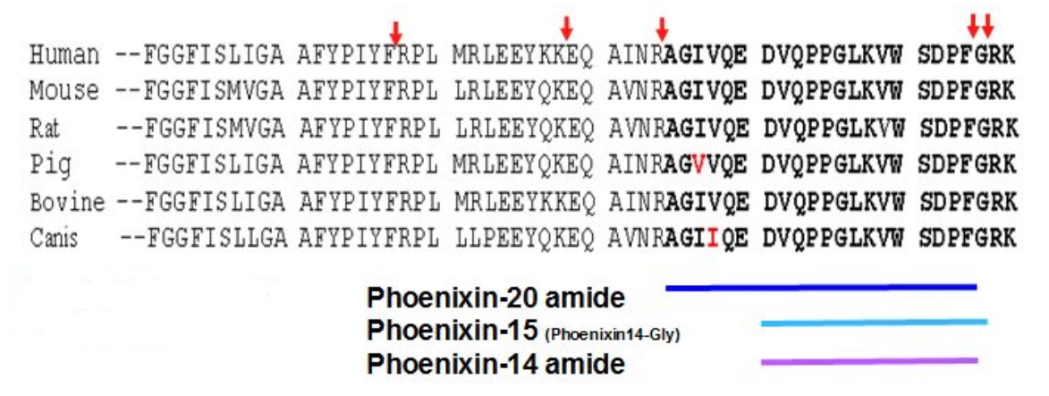 異なる種のPhoenixinアミノ酸配列の比較