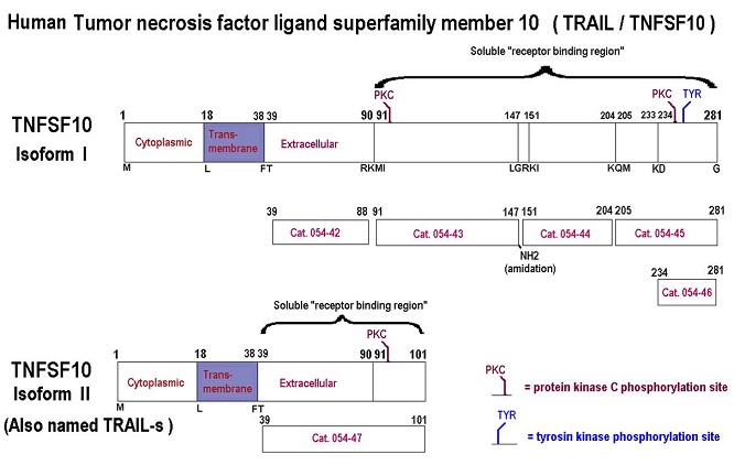 Human Tumor necrosis factor ligand superfamily member 10 (TRAIL/TNFSF10)の構造