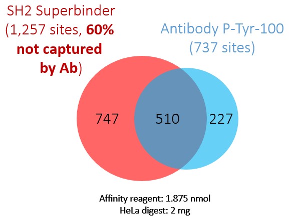 抗リン酸化チロシン抗体を用いた場合との比較