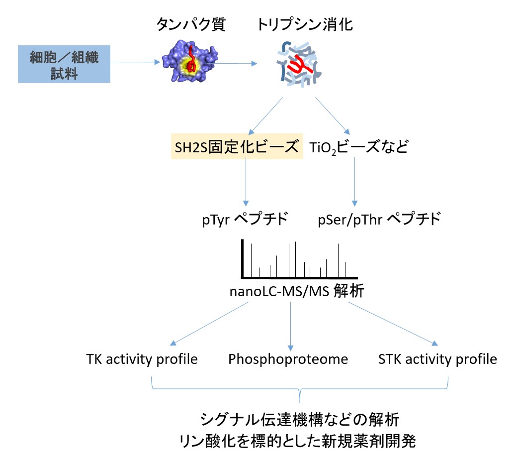SH2S固定化ビーズとプロテオミクス解析によるチロシンリン酸化の解析