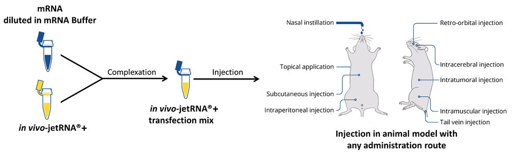 in vivo-jetRNA+のインジェクション方法