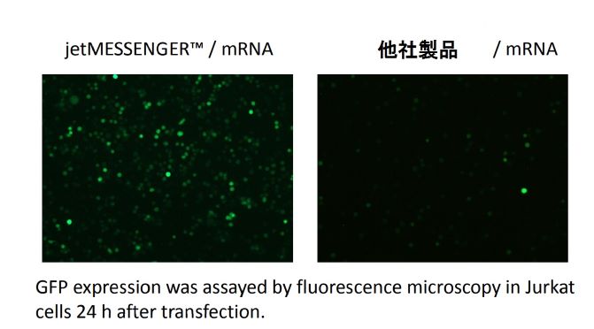 Jurkat細胞へのmRNA導入