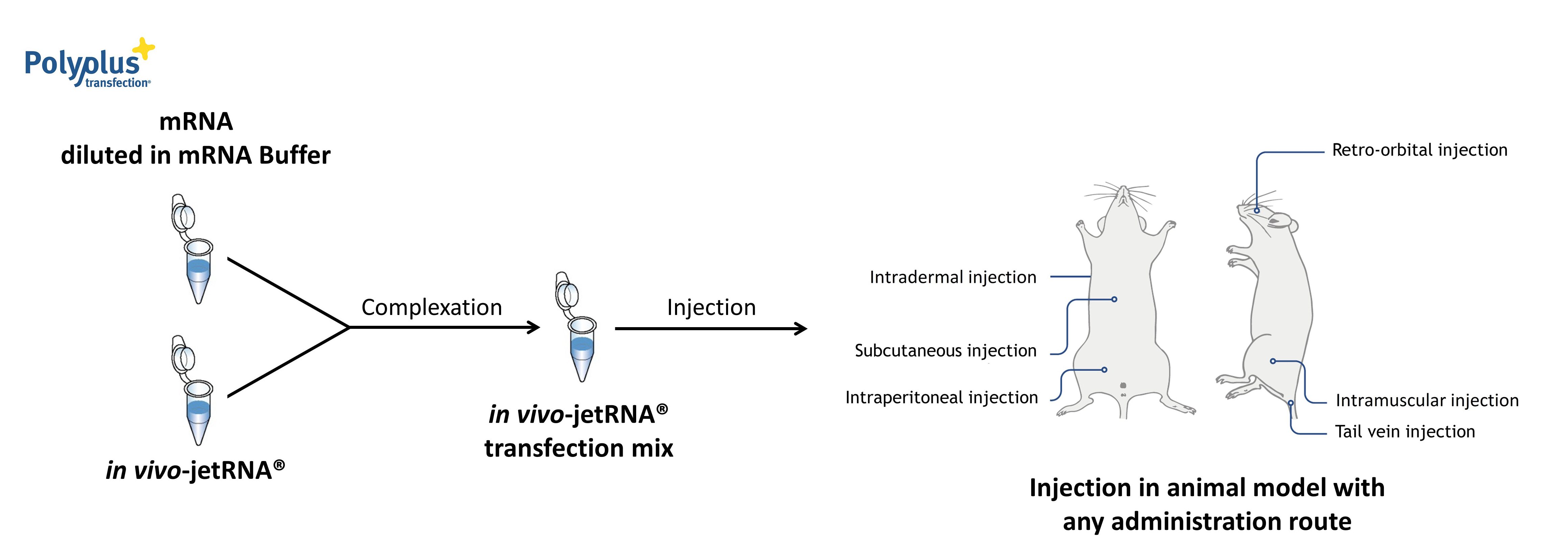  in vivo mRNA用トランスフェクション試薬の使用方法