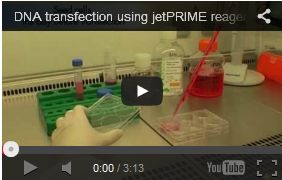 DNA / siRNAの高効率なトランスフェクション試薬<br />jetPRIME Kit