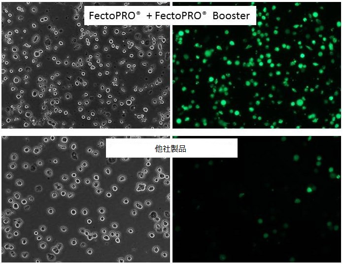 組換え体タンパク質の大量生産用遺伝子導入(トランスフェクション)試薬  FectoPRO
