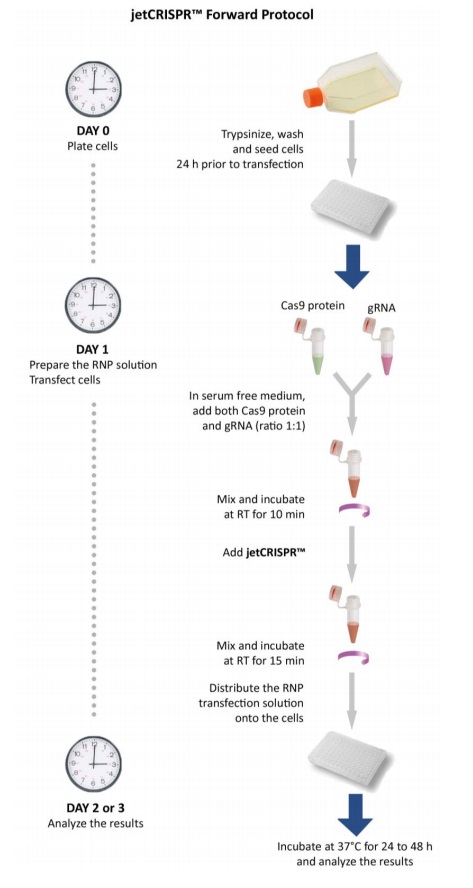 Cas9タンパク質とガイドRNAの導入に最適化されたトランスフェクション試薬