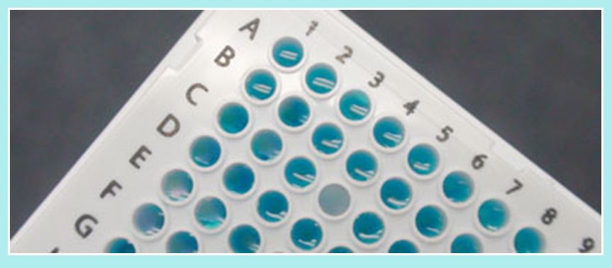 PCR産物を目視で検出できる着色剤 qBlue Colorant着色イメージ