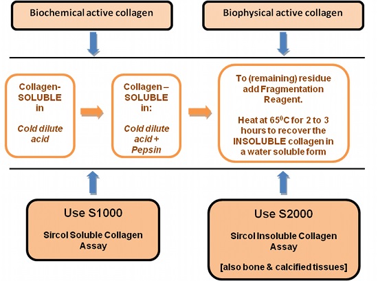 可溶性・不可溶性コラーゲンの定量キット Sircol Soluble／Insoluble Collagen Assay Kit