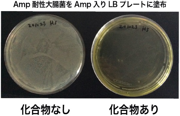 Amp耐性大腸菌への影響試験結果