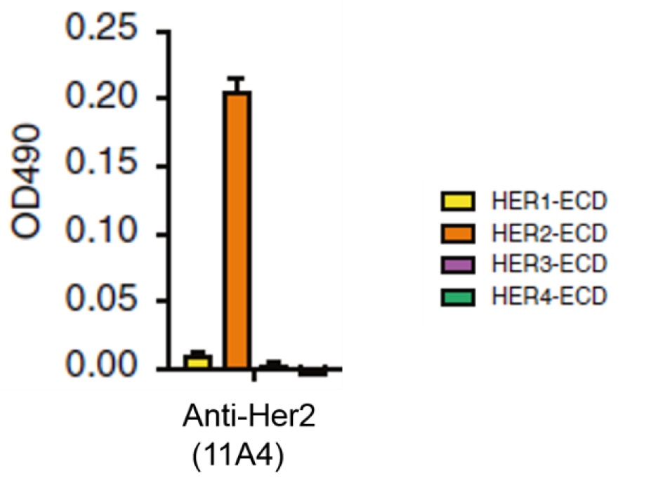 抗Her2 VHH抗体（11A4）の使用例2