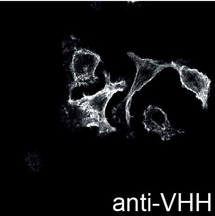 抗Her2 VHH抗体（11A4）の使用例3