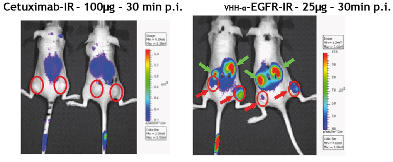 抗EGFR VHH抗体（Q44）を用いたin vivoイメージング像