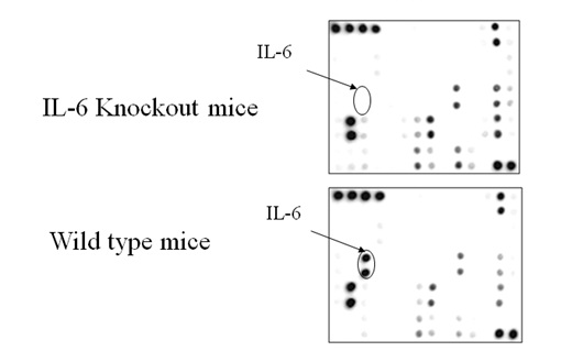 Mouse C Series FBS検出結果の例の画像