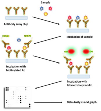 Membrane-Based Antibody Array C-Seriesの測定原理