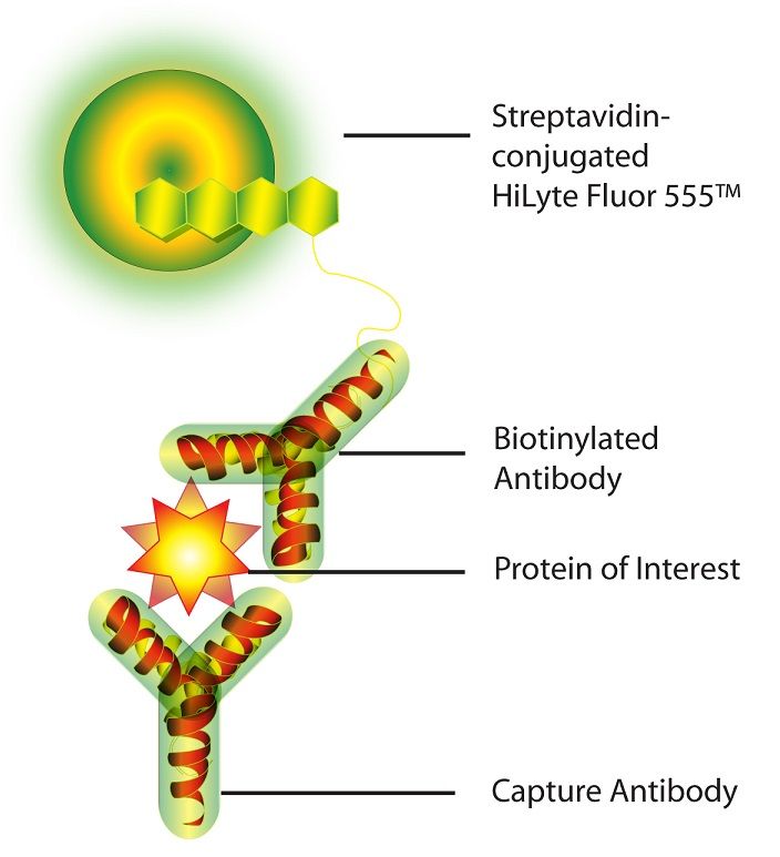 Antibody Array G-Series