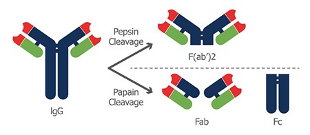 ペプシンとパパインによる抗体の切断図