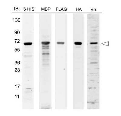 ウエスタンブロット用ポジティブコントロール12-Epitope Tag Protein Marker Lysate