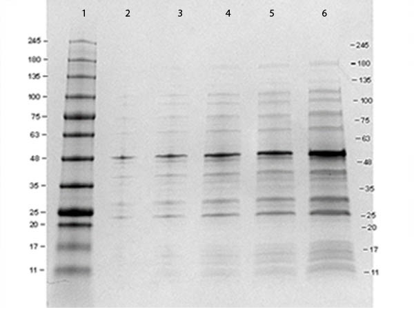 ウエスタンブロット用ポジティブコントロール12 Epitope GST Tag Protein Marker Lysate