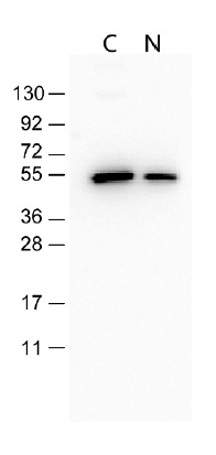本キットを用いてFLAGタグタンパク質を検出した使用例